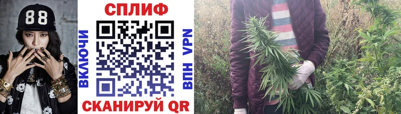 Бошки Шишки планчик Кирс